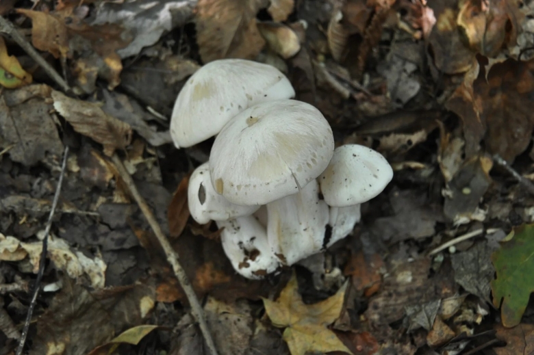 Рядовка голубиная tricholoma columbetta