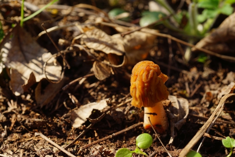 Сморчок верпа