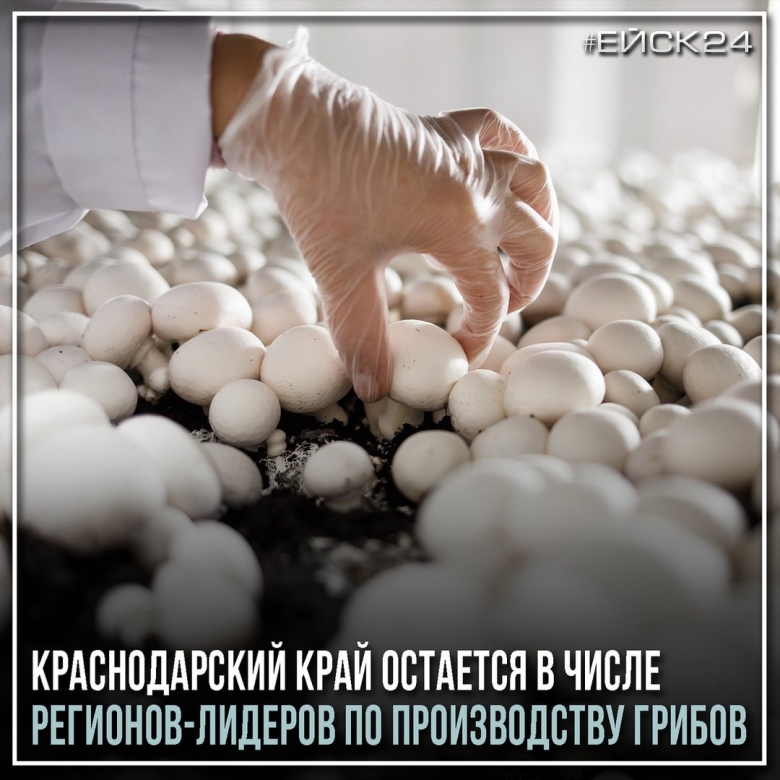 Выращивание шампиньонов в домашних условиях