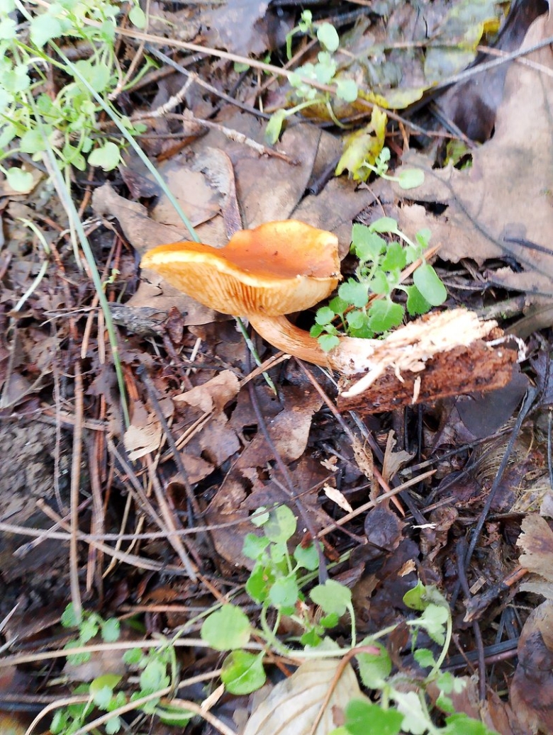 Млечник неедкий оранжевый