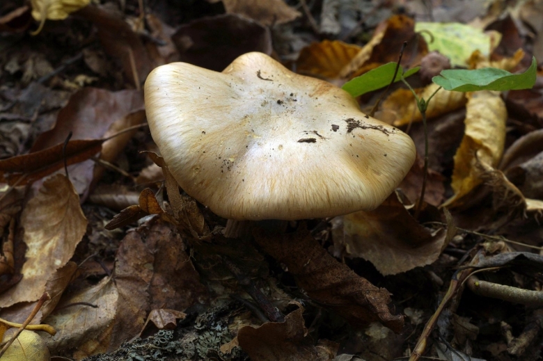 Грибы Краснодарского края