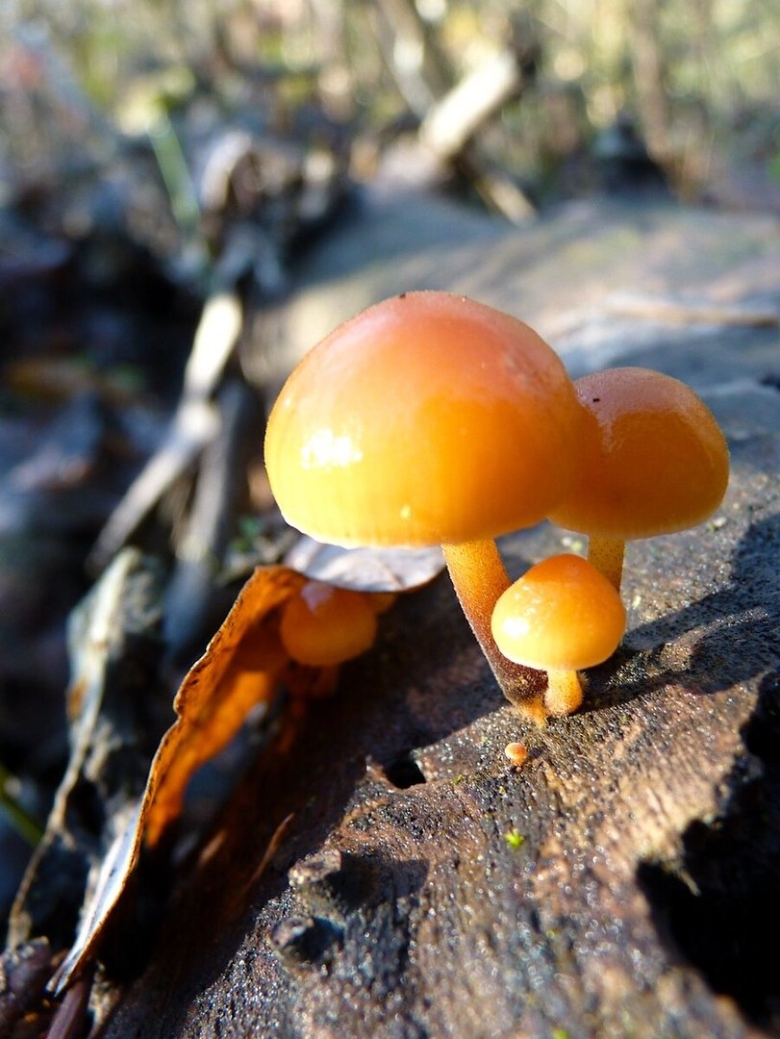 Галерина окаймлённая на Кубани