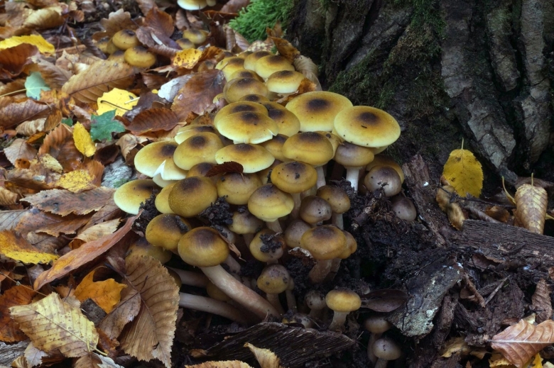 Опенок наш Кубанский