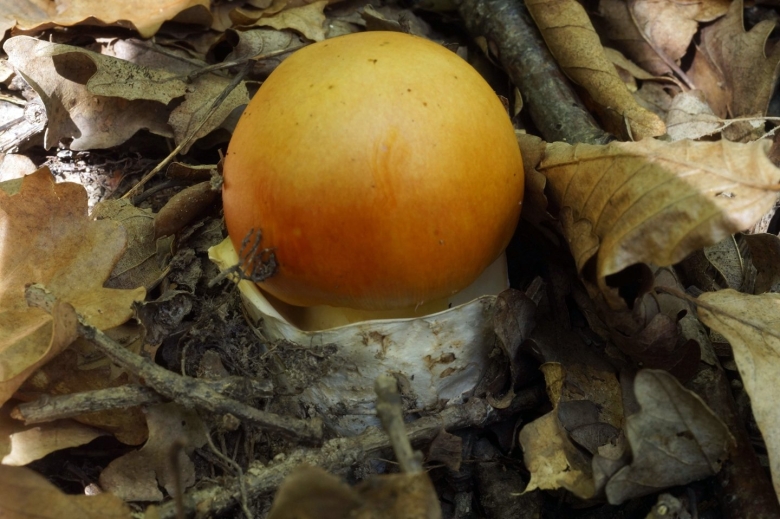 Грибы под абрикосами