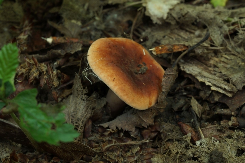 Грибы Кубани и Адыгеи