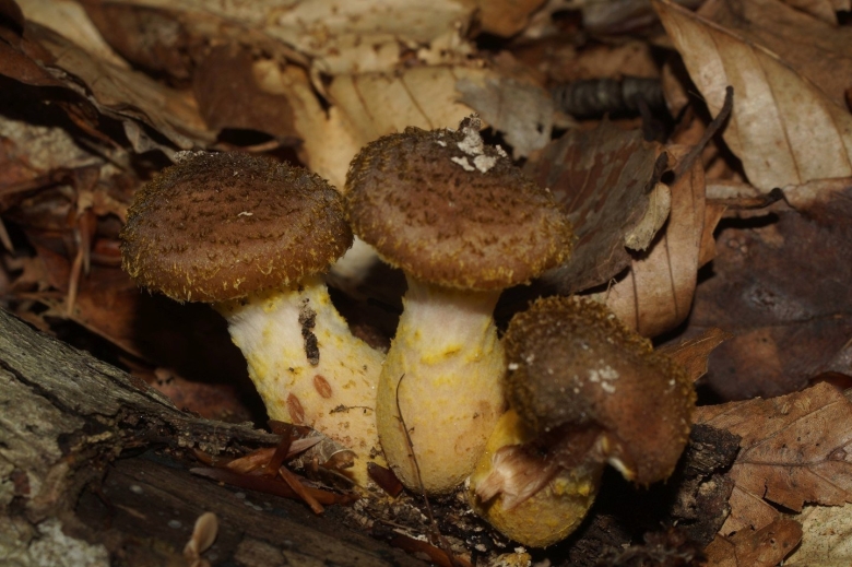 Armillaria sinapina