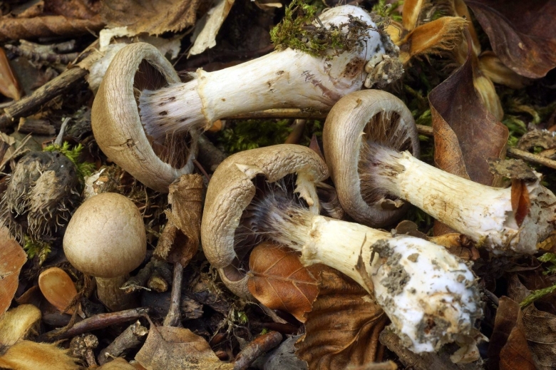 Грибы сопливчики