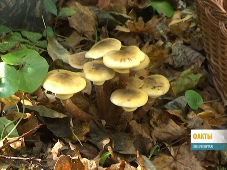 Грибы в мае в Краснодарском крае