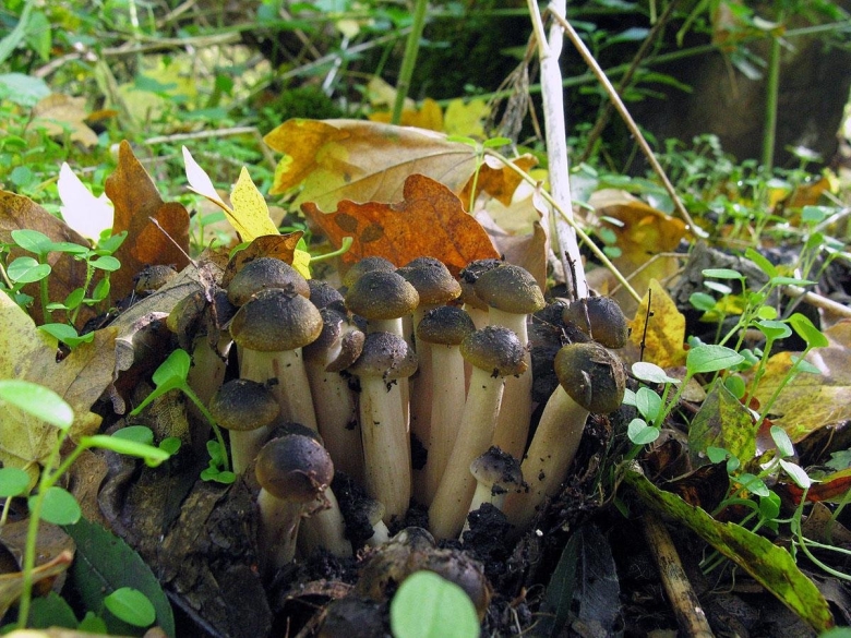 Гриб опята Ставрополь