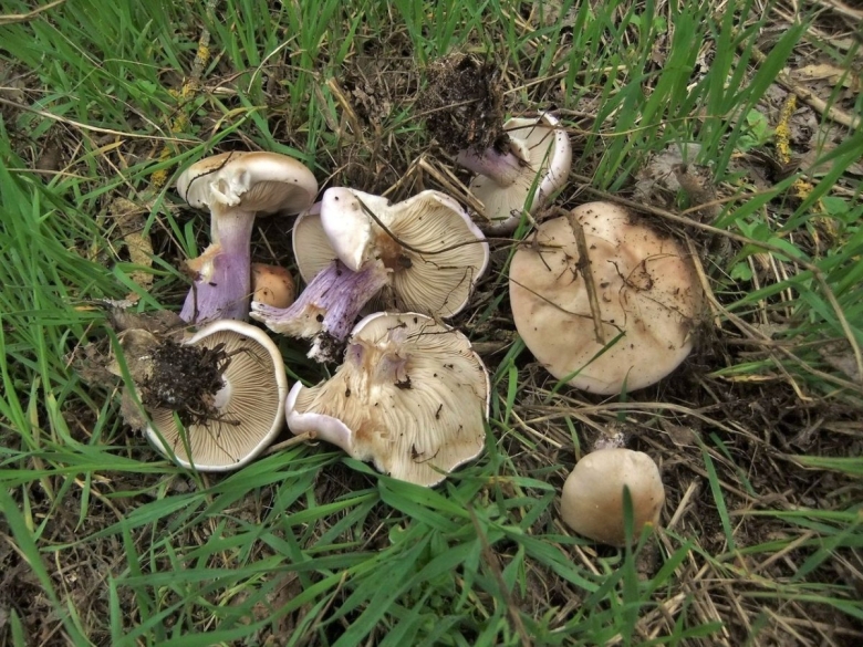 Грибы Краснодарский край маслята