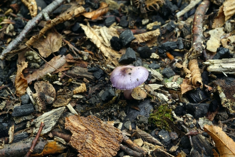 Гриб рядовка фиолетовая
