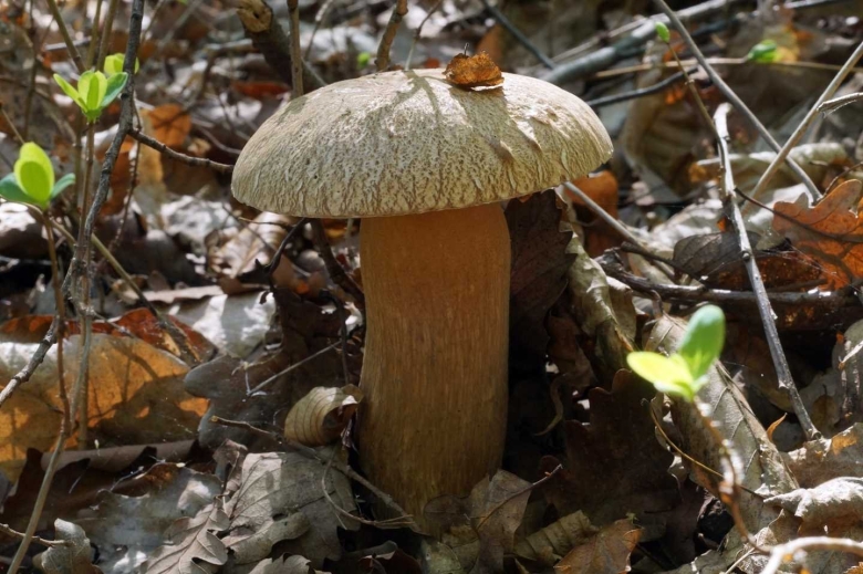 Белый гриб дубовый боровик сетчатый