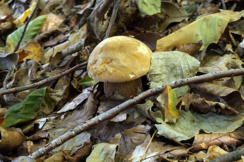 Съедобные и несъедобные грибы Краснодарского края