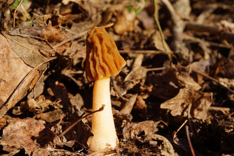 Сморчки и сморчковая шапочка