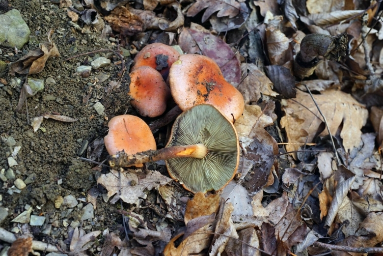 Гимнопил сосновый gymnopilus sapineus