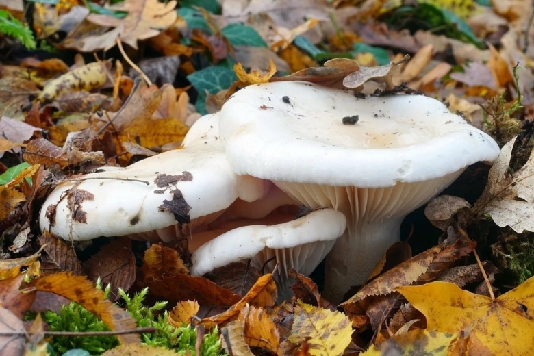 Грузди Краснодарского края