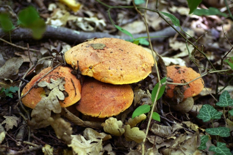 Осенние грибы Кубани