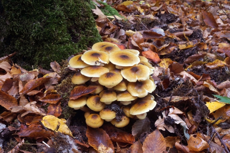 Ложноопёнок серно-жёлтый