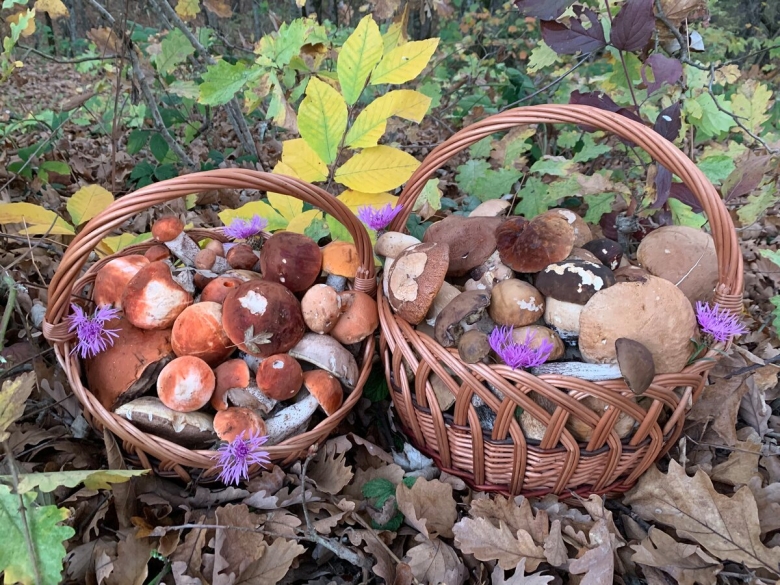 Грибники Краснодарского края