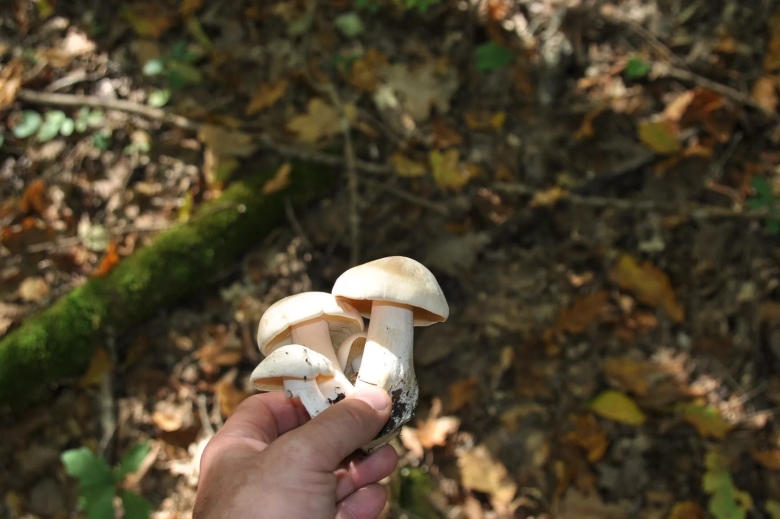 Несъедобные грибы краснодарского края