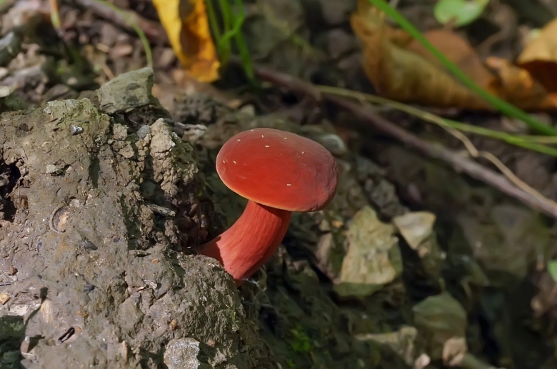 Грибы Туапсинского района съедобные