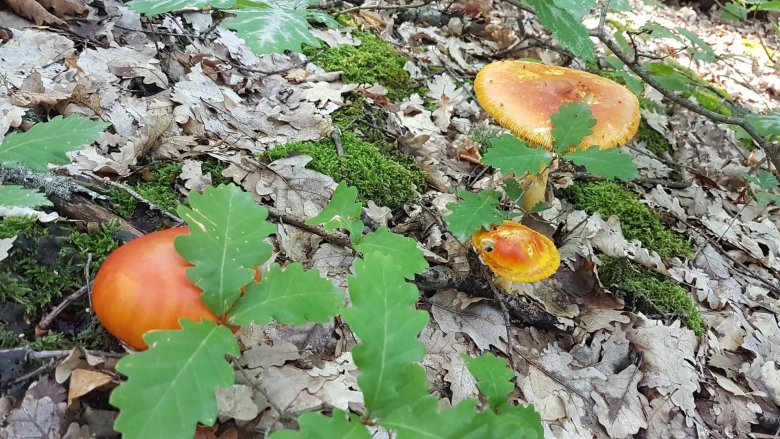 Белый гриб в Краснодарском крае