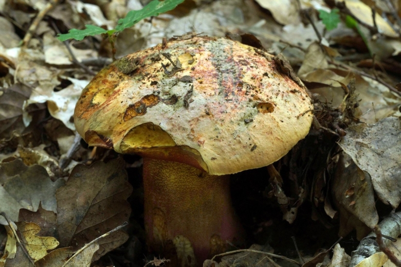 Боровик волчий boletus lupinus