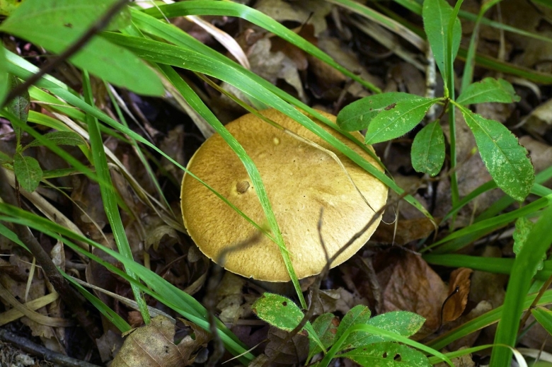 Несъедобные грибы кубани