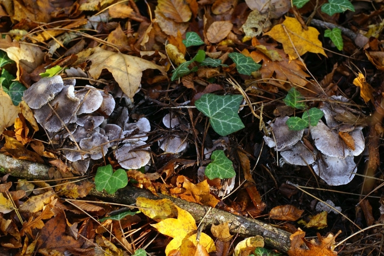 Грибы краснодарского края лисички