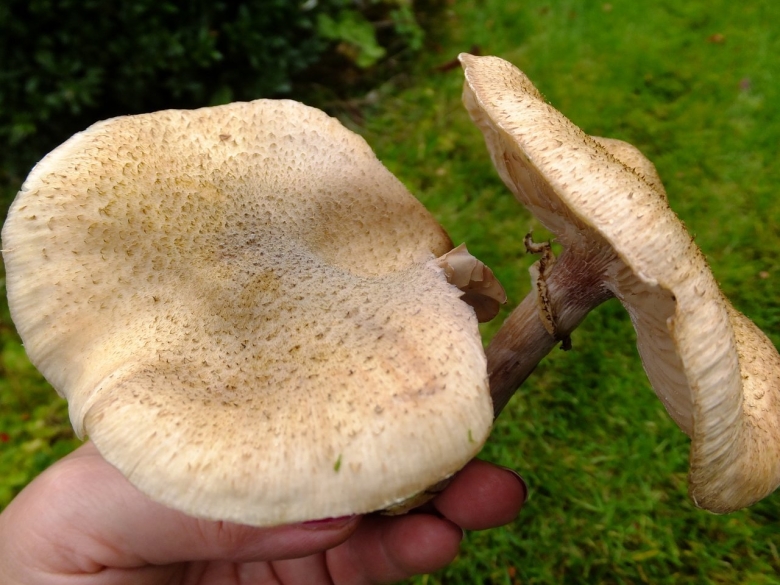 Трутовик пилолистник