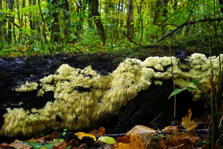 Гриб ежовик коралловидный