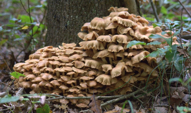 Лесные опята на Кубани