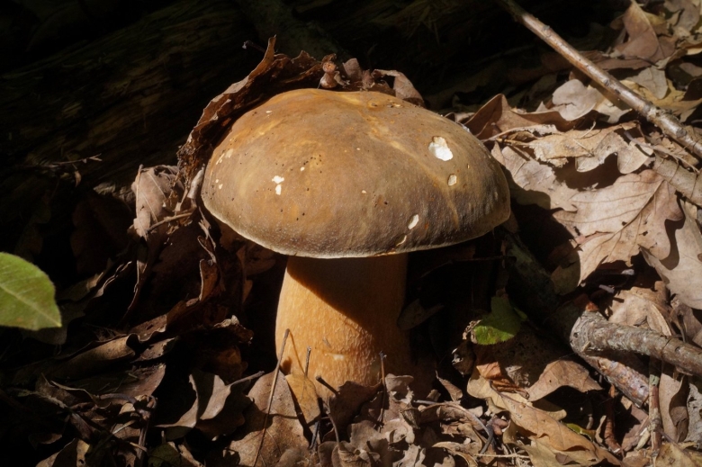 Грибы кубани