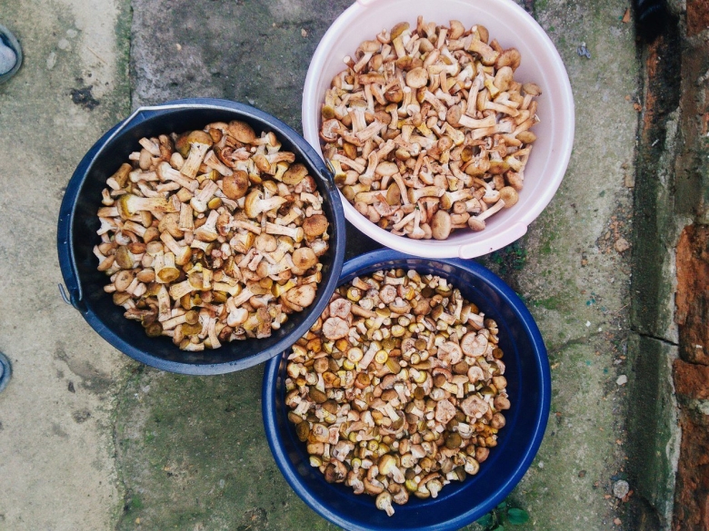 Опята в ведре