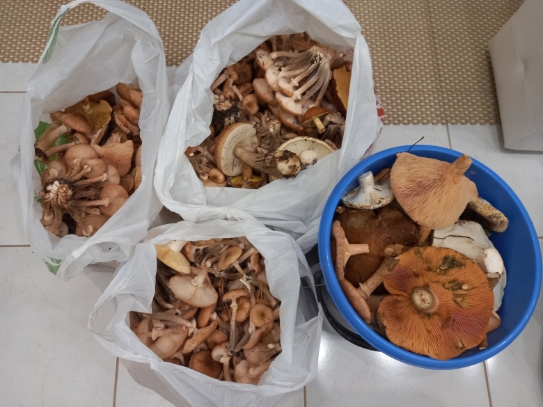 Грибы в липецкой области сейчас