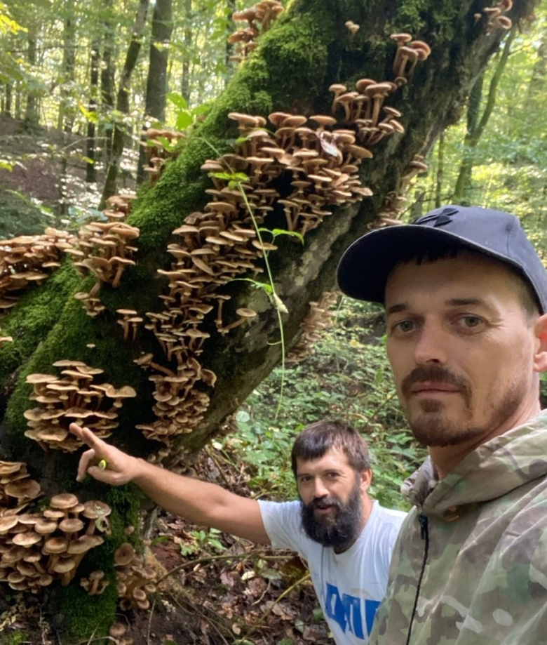 Опята в лесу