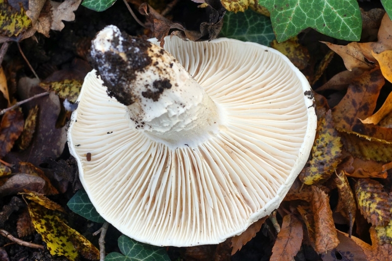 Трутовик белый Краснодарский край