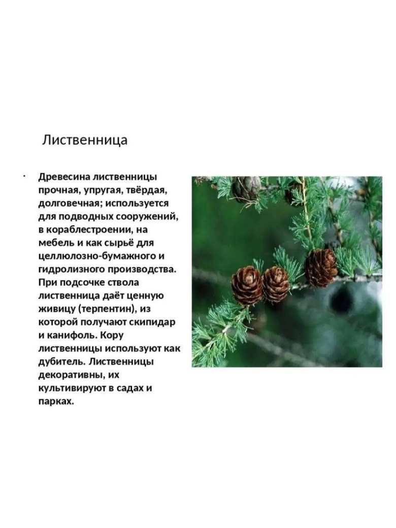 Лиственница голосеменное