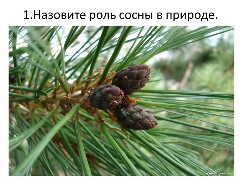 Голосеменные картинки