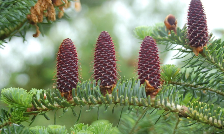 Пихта белокорая шишки