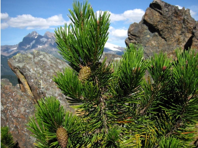 Сосна скрученная широколистная Pinus contorta latifolia