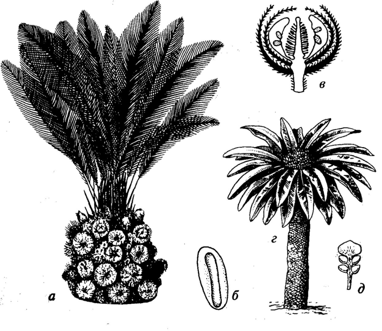 Беннеттиты голосеменные