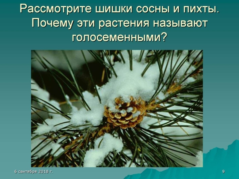 Необычные Голосеменные растения