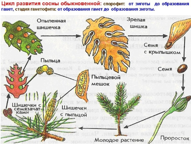 Размножение голосеменных растений схема