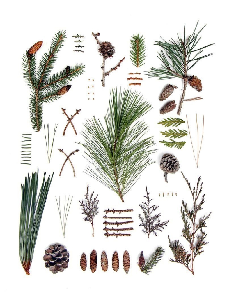 Сосна обыкновенная гербарий