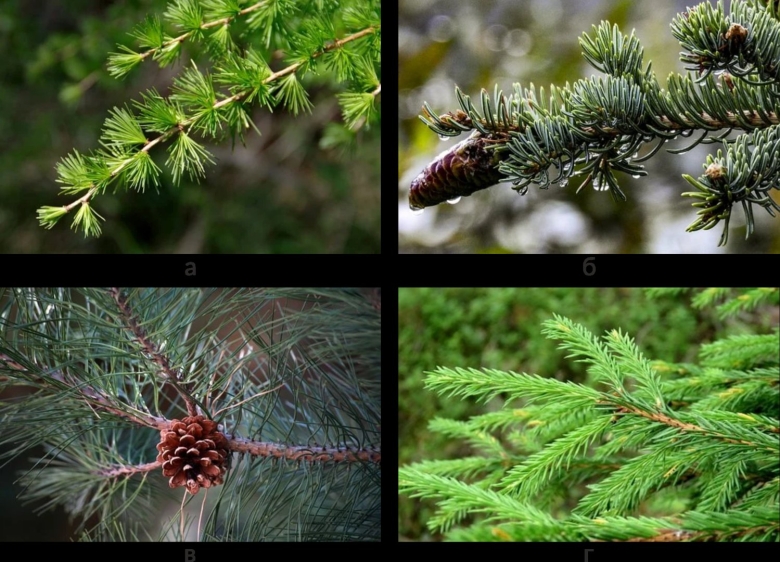 Лиственница японская голосеменное растение