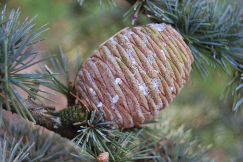 Кедр атласский шишки