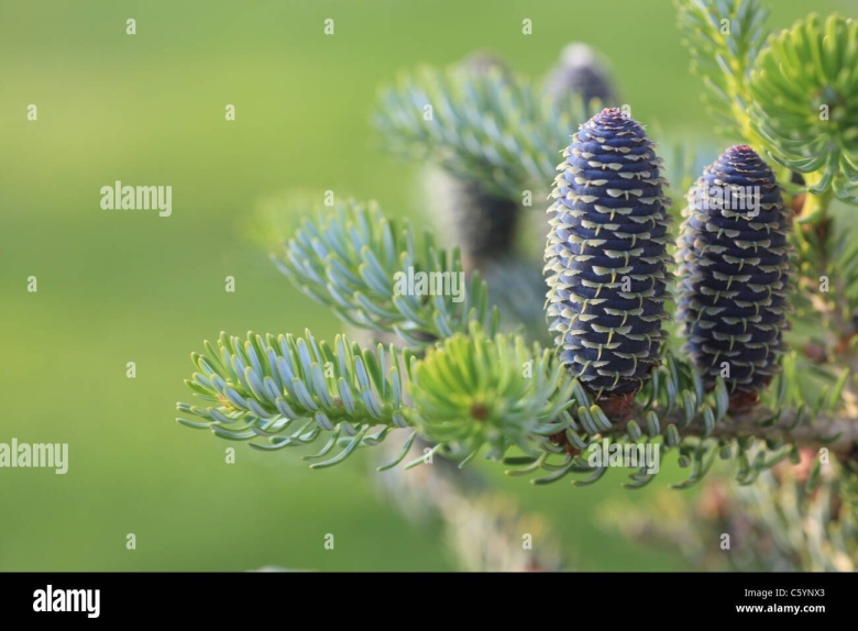 Пихта корейская с сиреневыми шишками