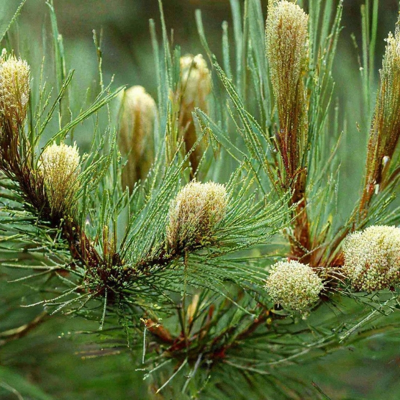 Сосна обыкновенная pinus sylvestris