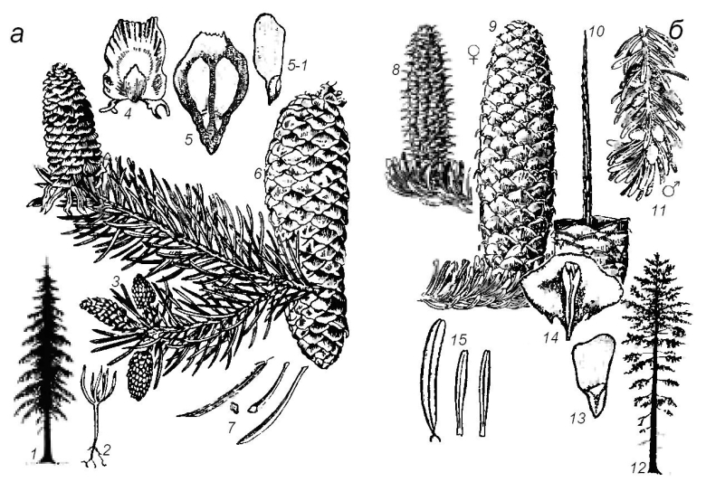 Пихта сибирская габитус